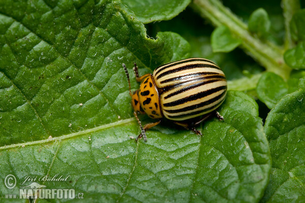 Kartoffelkäfer (Leptinotarsa decemlineata)