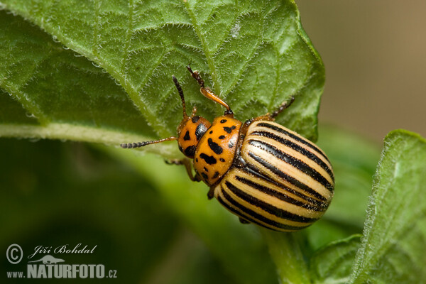 Kartoffelkäfer (Leptinotarsa decemlineata)