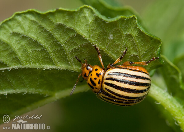 Kartoffelkäfer (Leptinotarsa decemlineata)