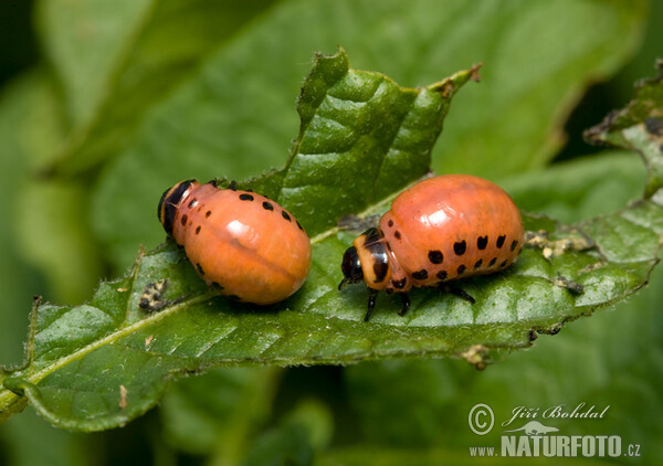 Kartoffelkäfer (Leptinotarsa decemlineata)