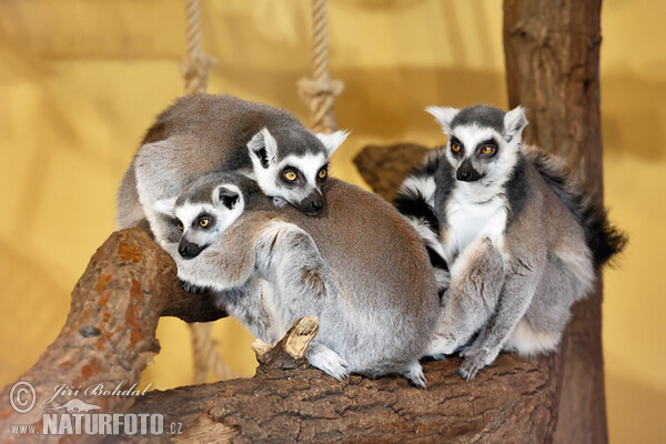 Katta (Lemur catta)