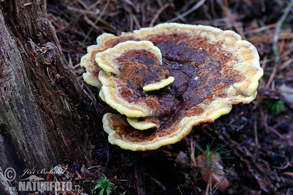 Kiefern-Braunporling (Phaeolus schweinitzii)