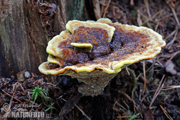 Kiefern-Braunporling (Phaeolus schweinitzii)