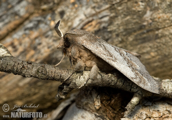 Kiefernspinner (Dendrolimus pini)