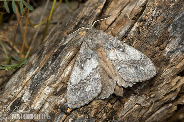 Kiefernspinner (Dendrolimus pini)