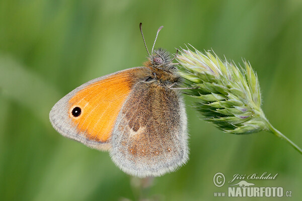 Klaines Wiesenvogelchen (Coenonympha pamphilus)