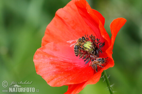 Klatsch Mohn (Papaver rhoeas)