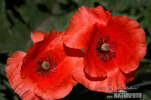 Klatsch Mohn (Papaver rhoeas)