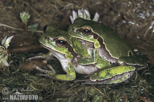 Kleinasiatischer Laubfrosch (Hyla savignyi)