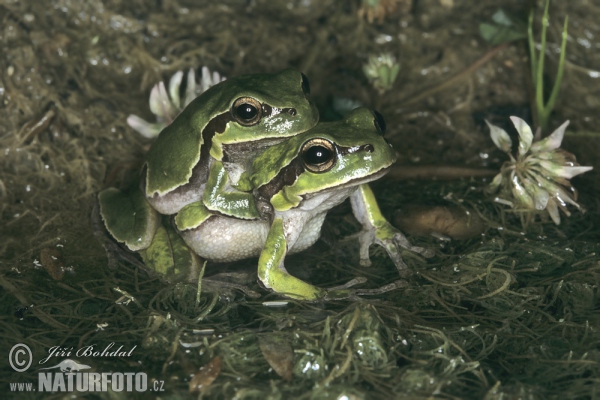 Kleinasiatischer Laubfrosch (Hyla savignyi)