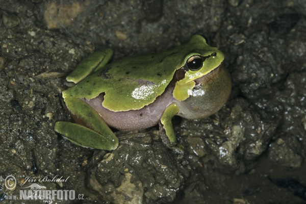 Kleinasiatischer Laubfrosch (Hyla savignyi)