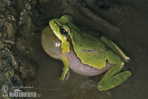 Kleinasiatischer Laubfrosch (Hyla savignyi)