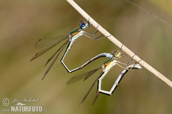 Kleine Binsenjungfer (Lestes virens)