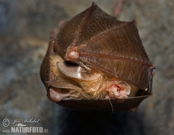 Kleine Hufeisennase (Rhinolophus hipposideros)