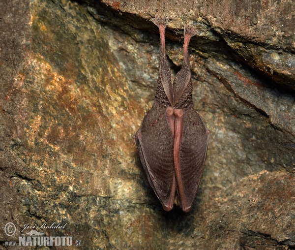 Kleine Hufeisennase (Rhinolophus hipposideros)