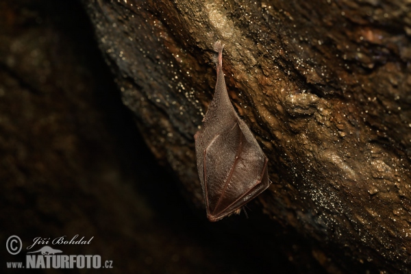 Kleine Hufeisennase (Rhinolophus hipposideros)