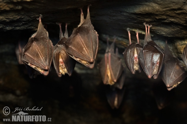 Kleine Hufeisennase (Rhinolophus hipposideros)