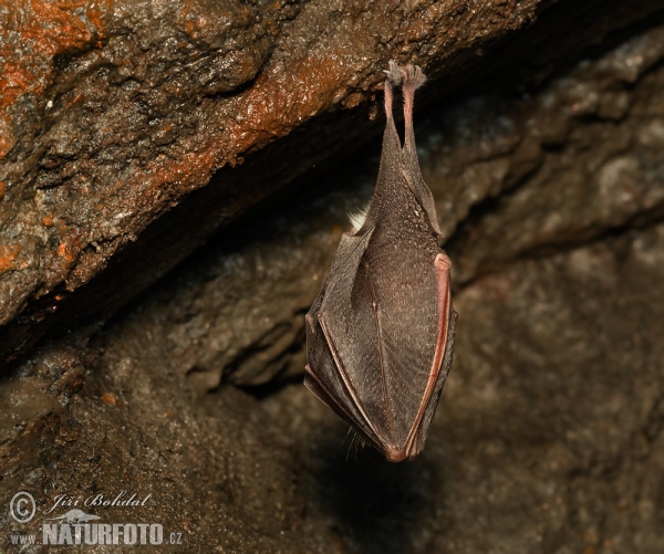 Kleine Hufeisennase (Rhinolophus hipposideros)