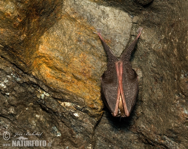 Kleine Hufeisennase (Rhinolophus hipposideros)