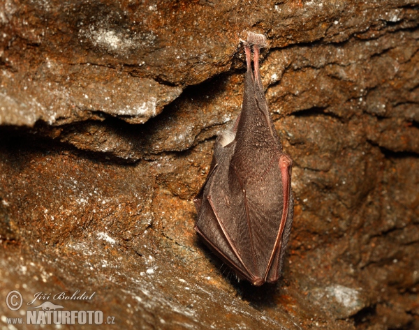 Kleine Hufeisennase (Rhinolophus hipposideros)