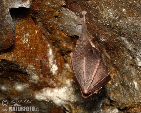 Kleine Hufeisennase (Rhinolophus hipposideros)