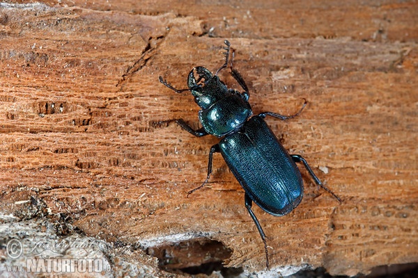 Kleine Rehschröter (Platycerus caraboides)