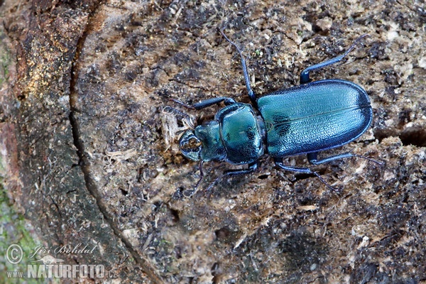 Kleine Rehschröter (Platycerus caraboides)