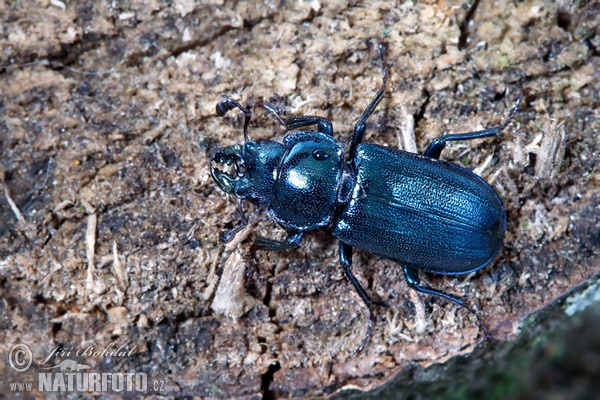 Kleine Rehschröter (Platycerus caraboides)