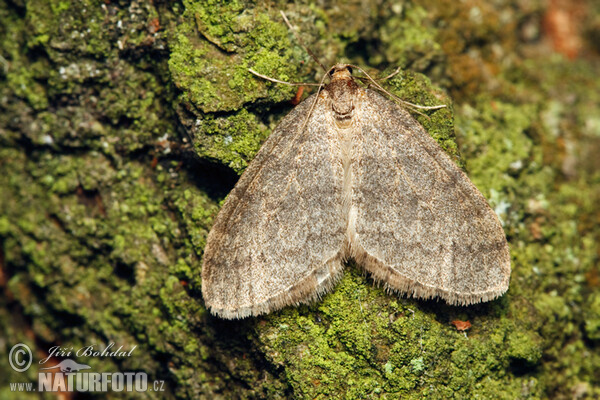 Kleiner Frostspanner (Operophtera brumata)