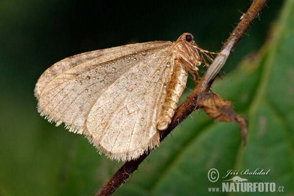 Kleiner Frostspanner (Operophtera brumata)