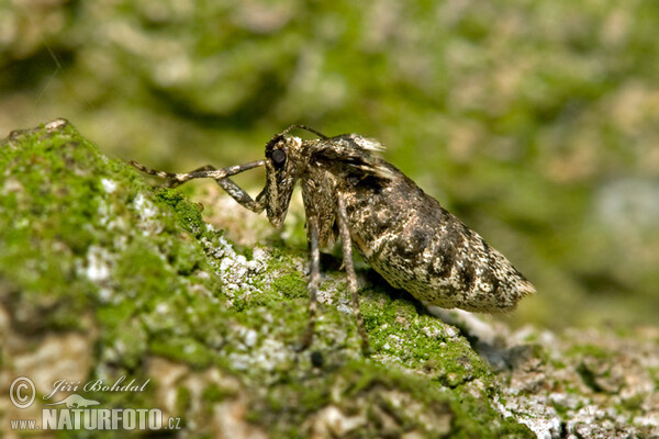 Kleiner Frostspanner (Operophtera brumata)