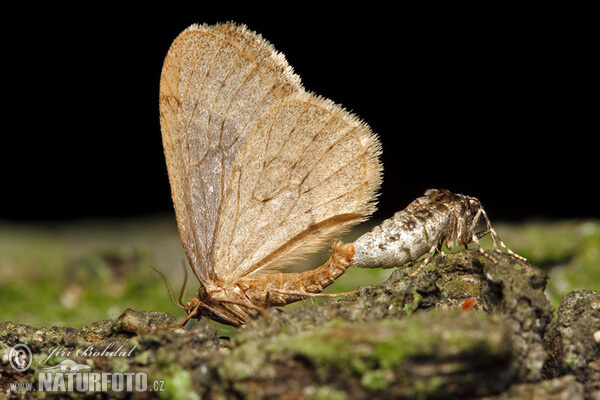 Kleiner Frostspanner (Operophtera brumata)