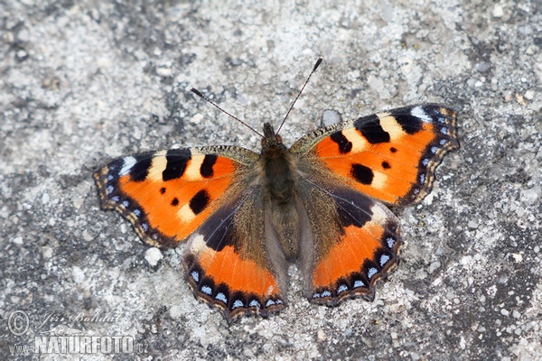 Kleiner Fuchs (Aglais urticae)