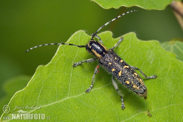 Kleiner Pappelbock (Saperda populnea)