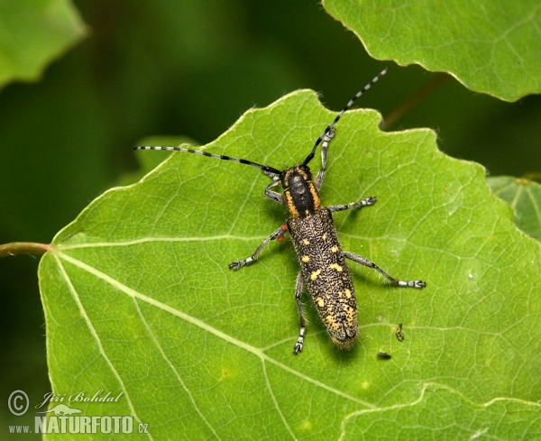 Kleiner Pappelbock (Saperda populnea)