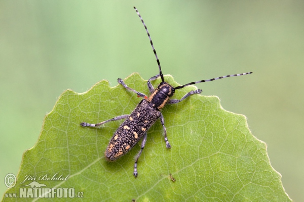 Kleiner Pappelbock (Saperda populnea)