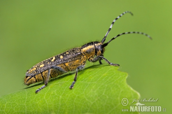 Kleiner Pappelbock (Saperda populnea)