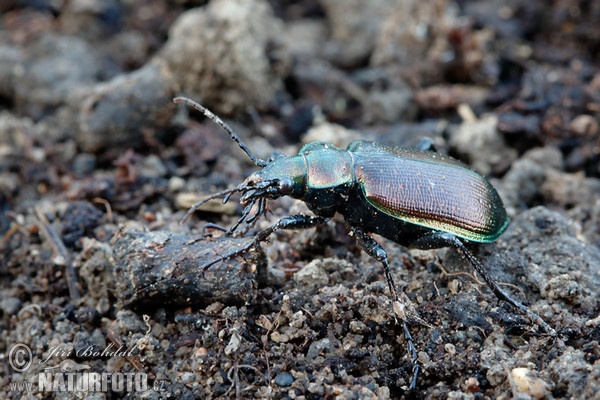 Kleiner Puppenräuber (Calosoma inquisitor)