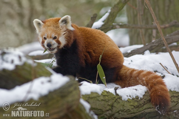 Kleiner Roter Panda, Katzenbär, Bärenkatze (Ailurus fulgens)
