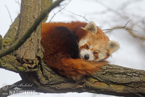Kleiner Roter Panda, Katzenbär, Bärenkatze (Ailurus fulgens)