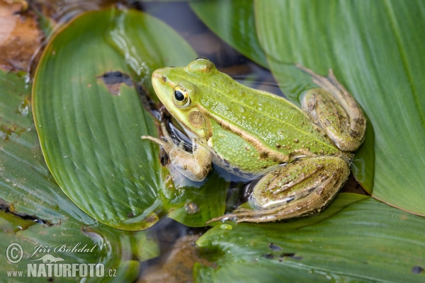 Kleiner Wasserfrosch (Rana lessonae)