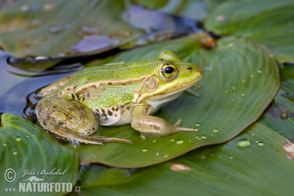 Kleiner Wasserfrosch (Rana lessonae)