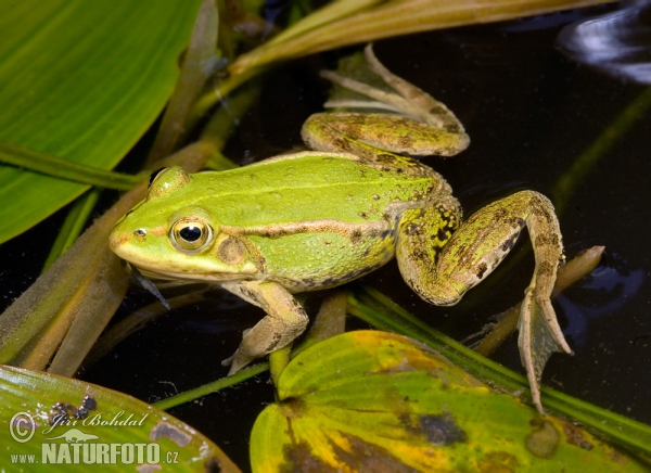 Kleiner Wasserfrosch (Rana lessonae)