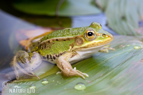 Kleiner Wasserfrosch (Rana lessonae)