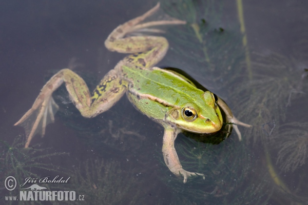 Kleiner Wasserfrosch (Rana lessonae)