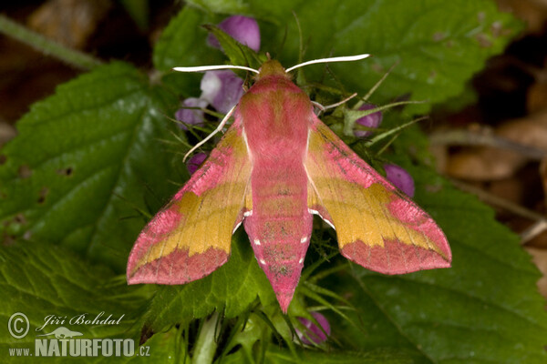 Kleiner Weinschwärmer (Deilephila porcellus)