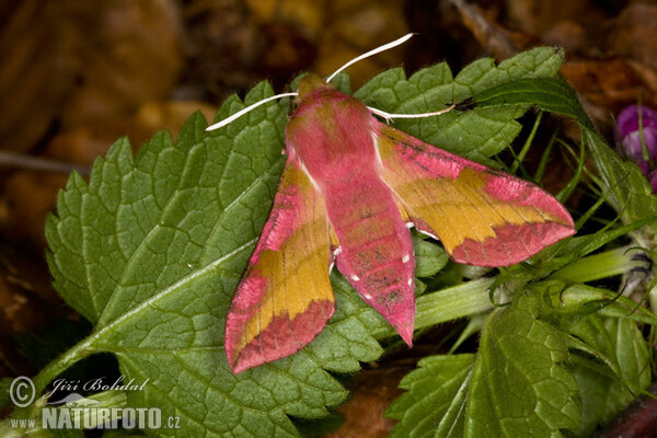 Kleiner Weinschwärmer (Deilephila porcellus)