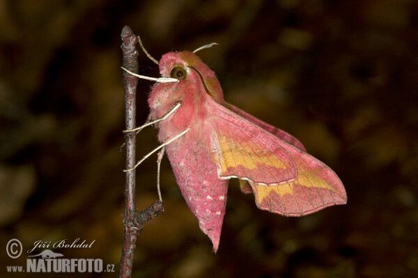 Kleiner Weinschwärmer (Deilephila porcellus)