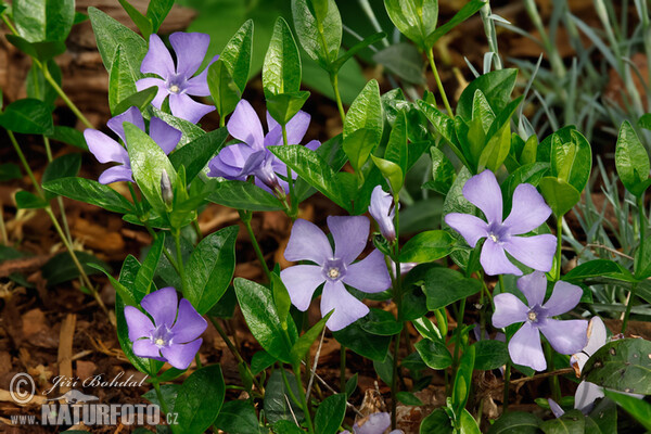 Kleines Immergrün (Vinca minor)