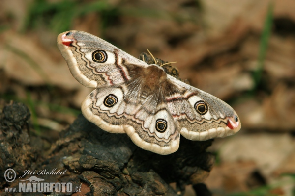 Kleines Nachtpfauenauge Saturnia (Eudia pavonia)